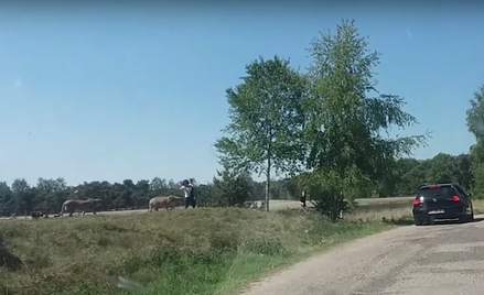 Holandia: Ucieczka przed gepardami