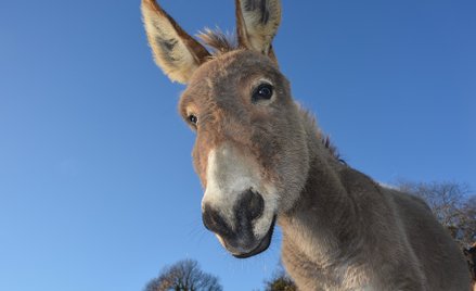 Kalifornia: Poszukiwany zabójca dzikich osłów. Z rąk strzelca zginęło ponad 40