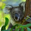 Australia: W pożarach zginęło ponad 2000 koali