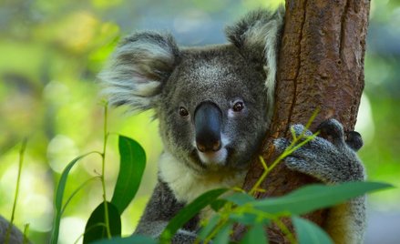 Australia: W pożarach zginęło ponad 2000 koali