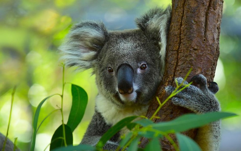 Australia: W pożarach zginęło ponad 2000 koali