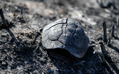 Wypalona skorupa żółwia, Korfu, 27 lipca