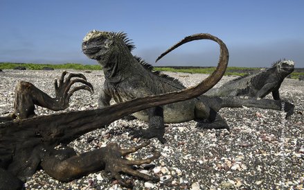 Thomas P. Peschak, "Galapagos: Rocking the Cradle"