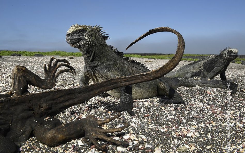 Thomas P. Peschak, "Galapagos: Rocking the Cradle"