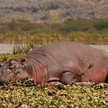 Kenijskim hipopotamom w czasie suszy grozi zagłada. Fot. nijaba
