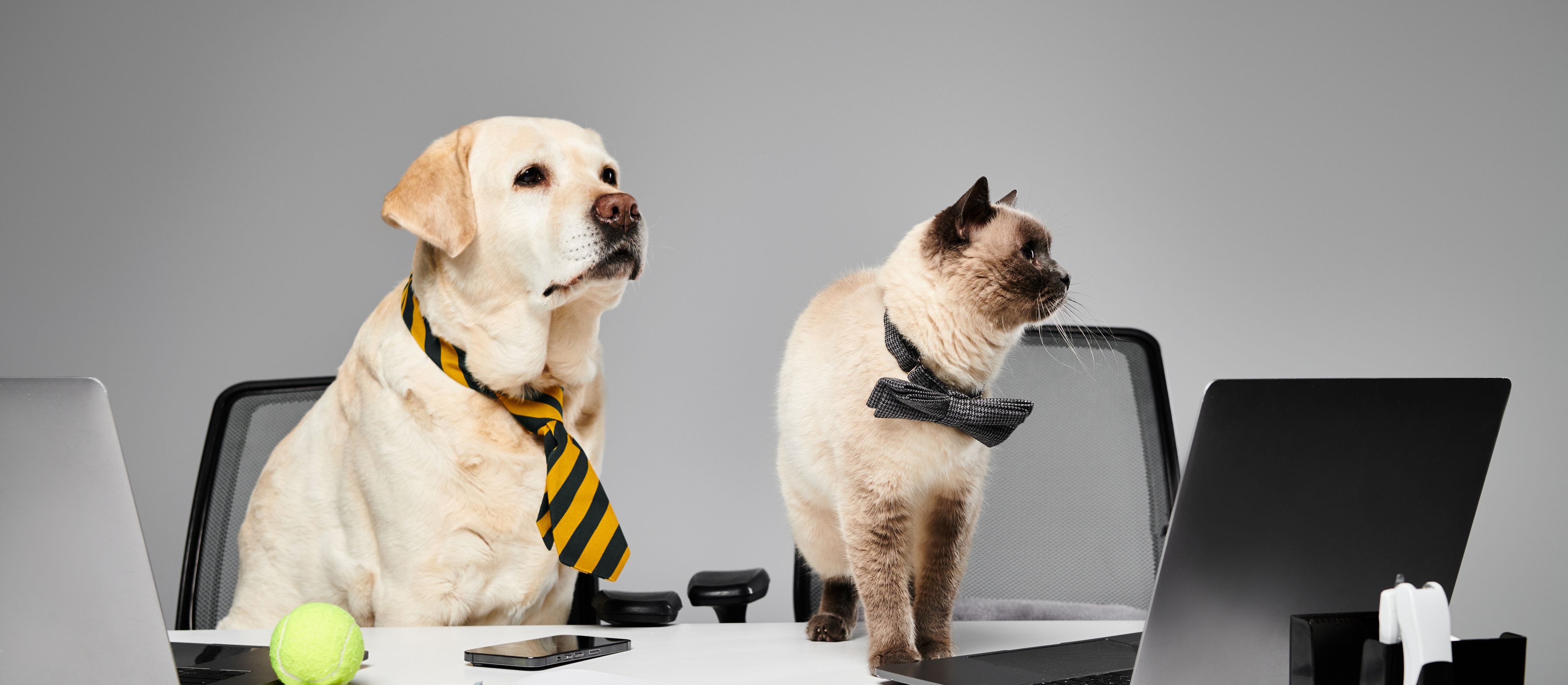 Niezbędnik przedsiębiorcy: pies i kot w kosztach firmy * KSeF a korespondencja w firmie * kara za RODO * nadzór nad wynkiem kryptowalut * nowa broń PIP * korzystne zmiany dla przedsiębiorców