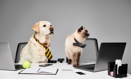 Niezbędnik przedsiębiorcy:  pies i kot w kosztach firmy * KSeF a korespondencja w firmie * kara za R