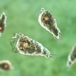 Naegleria fowleri