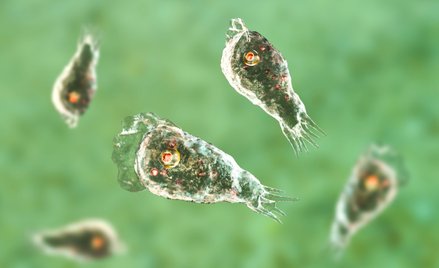 Naegleria fowleri