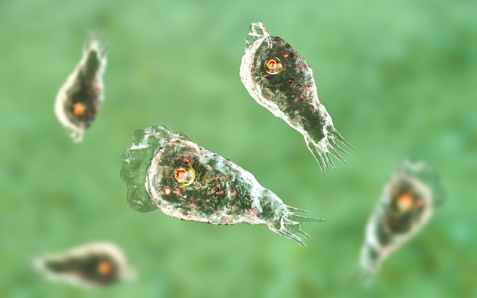 Naegleria fowleri