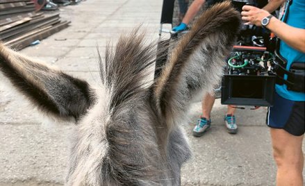 – Hola (na zdjęciu), żyła w wolnym stadzie osłów. Była bardzo ciekawska, chętna do współpracy z czło