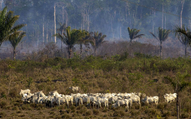 Spór o Amazonię. Bolsonaro oskarża