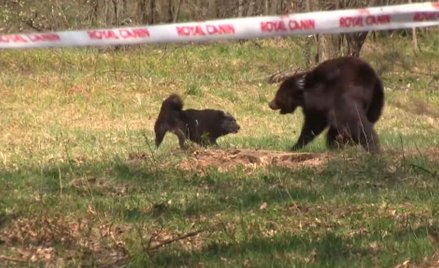 Producent karmy dla zwierząt sponsorem zawodów w szczuciu niedźwiedzia