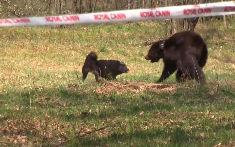 Producent karmy dla zwierząt sponsorem zawodów w szczuciu niedźwiedzia