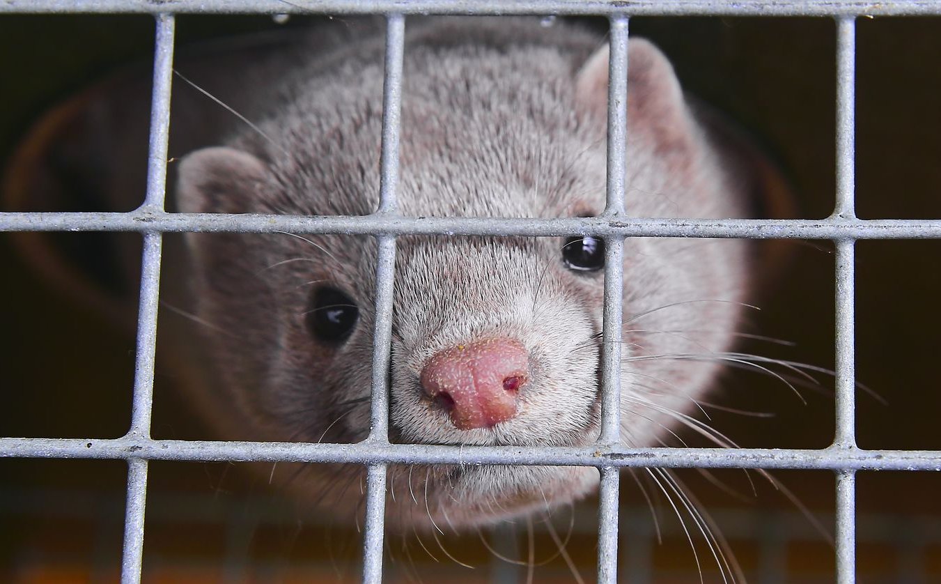 Marzena Tabor-Olszewska: Noszenie futer to żadna konieczność. To fanaberia
