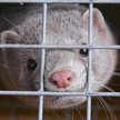 Ptasia grypa rozprzestrzenia się na fermach norek