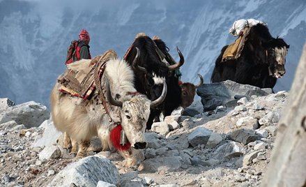 Tylko na pomoc jaków można jeszcze liczyć bez obaw