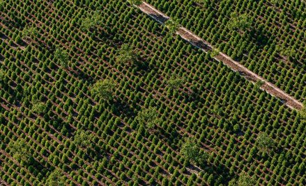Uniwersytet Rzeszowski razem z przedsiębiorcami założył trzy plantacje szybko rosnących paulowni – r
