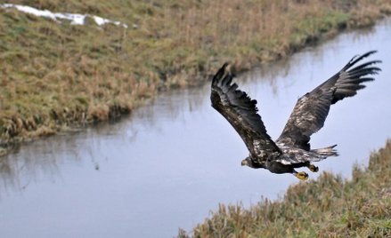 Leśnicy postawili wieżę widokową