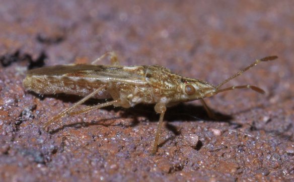 Obecność pluskwiaka Belonochilus numenius już nie zaskakuje przyrodników