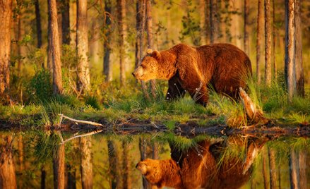 Cudowne rozmnożenie wartości zwierzyny łownej i lasów Rosji