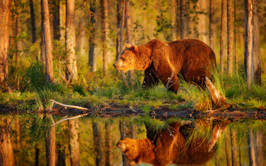 Cudowne rozmnożenie wartości zwierzyny łownej i lasów Rosji