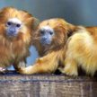 Młode marmozety lwie (Leontopithecus rosalia) z zoo w Hamamatsu (Japonia)