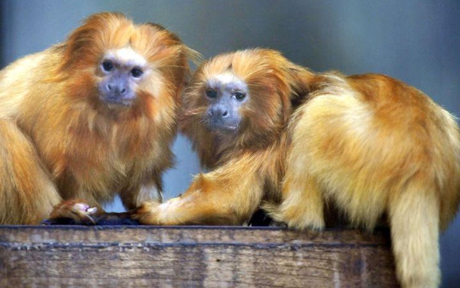 Młode marmozety lwie (Leontopithecus rosalia) z zoo w Hamamatsu (Japonia)