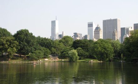 W polskich miastach drzewa przegrywają z inwestycjami budowlanymi