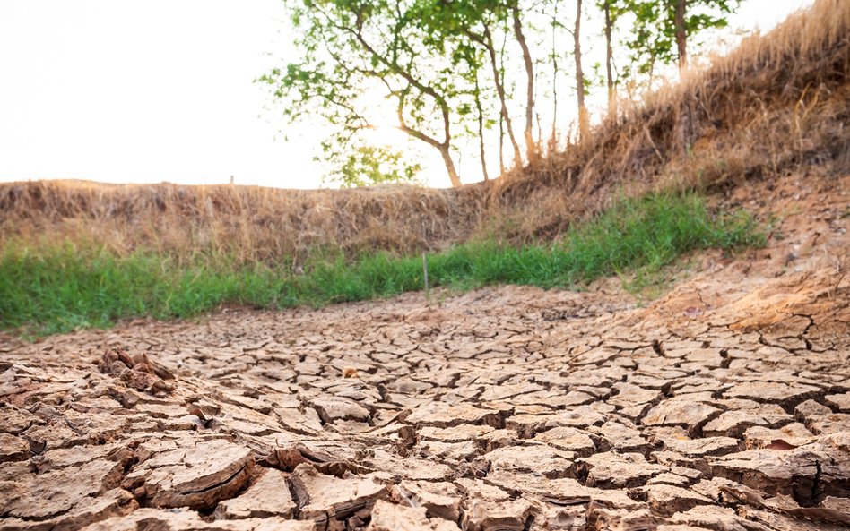 Kryzys klimatyczny może doprowadzić do kryzysu żywnościowego