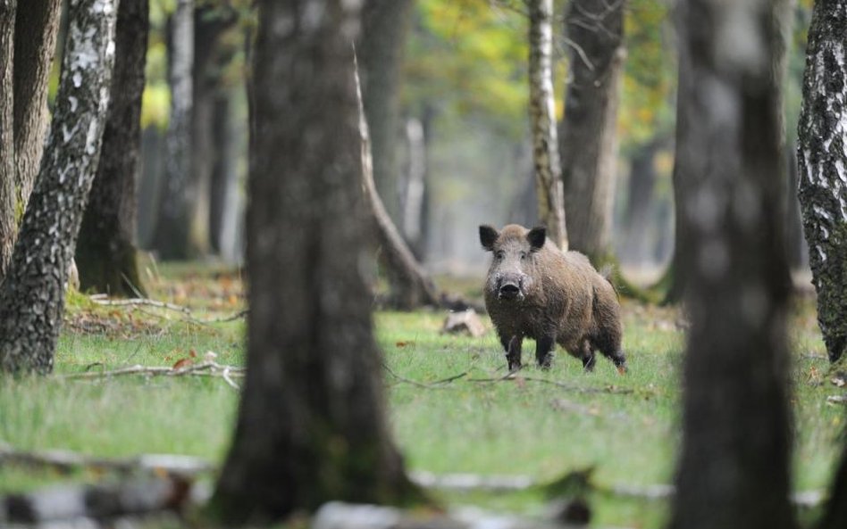 Polowanie na dziki dzieli Polaków