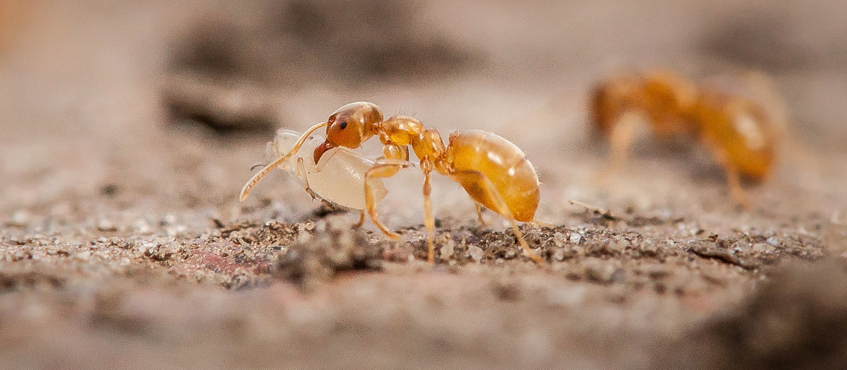 Spisek w mrowisku. Naukowcy odkryli, jak pasożyty zmuszają mrówki do zabicia własnej królowej