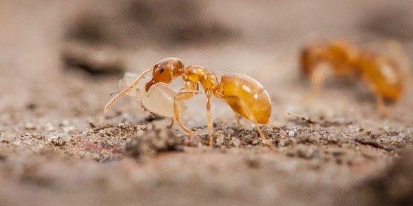Spisek w mrowisku. Naukowcy odkryli, jak pasożyty zmuszają mrówki do zabicia własnej królowej
