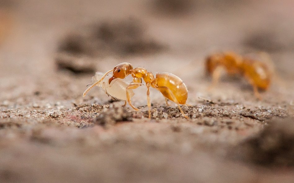 Niektóre pasożytnicze gatunki mrówek są w stanie zmusić robotnice do zabicia własnej królowej (zdjęc