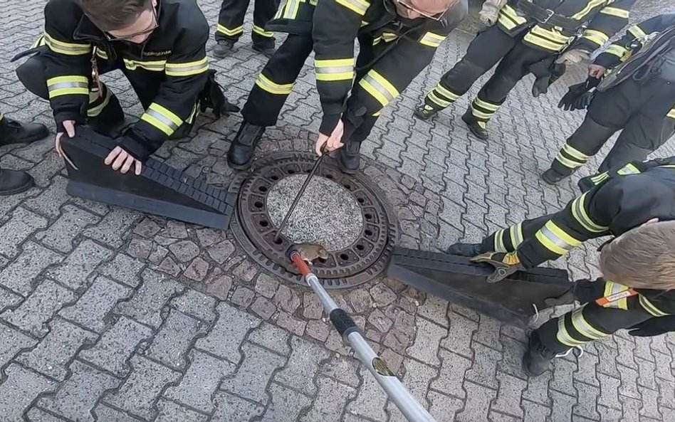 Niemcy: Straż pożarna przyjechała uwolnić szczura