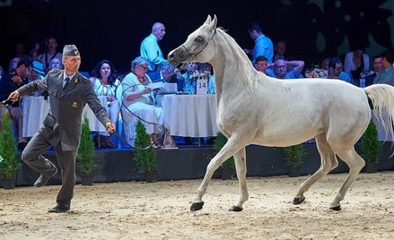 W 2018 roku podczas Pride of Poland w Janowie Podlaskim sprzedano 6 z 11 oferowanych koni. Na zdjęci