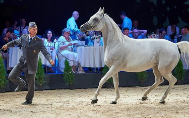 W 2018 roku podczas Pride of Poland w Janowie Podlaskim sprzedano 6 z 11 oferowanych koni. Na zdjęci