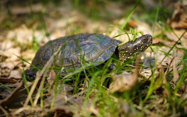 Plan ochrony dla obszaru Natura 2000 obejmował ostoję żółwia - wyrok WSA