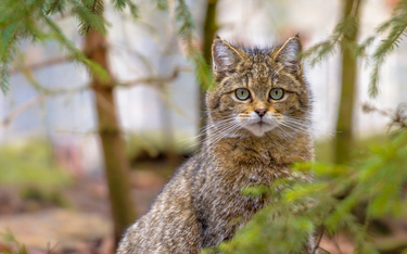 Nowa Zelandia. Kontrowersyjne polowanie na koty. Zginęły setki zwierząt