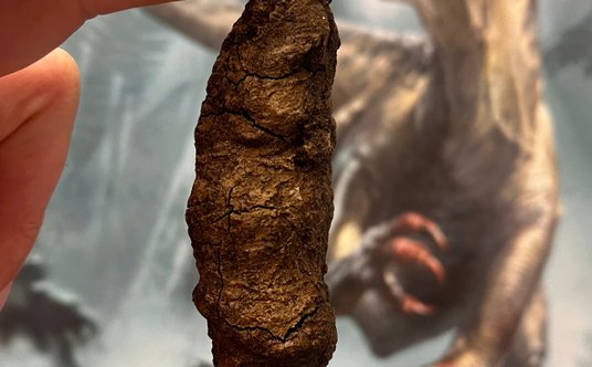 Skamieniałe odchody gada naczelnego kruszącego kości z rodzaju Smok.