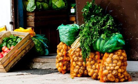 Plony ziemniaków w tym roku w wielu regionach są bardzo złe ze względu na choroby i fatalną pogodę
