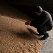 Polski rząd wezwie Komisję Europejską do przedłużenia zakazu importu zboża