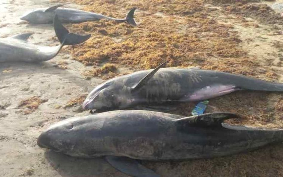 Dziesiątki martwych delfinów na plaży w Ghanie