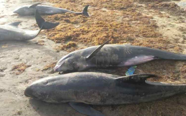 Dziesiątki martwych delfinów na plaży w Ghanie