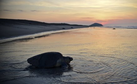 Arribada na plaży w Meksyku