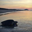 Arribada na plaży w Meksyku