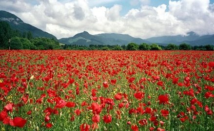 Polska turystka zginęła w słowackich Tatrach