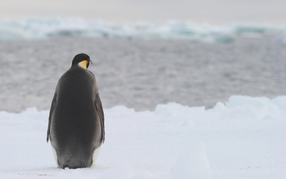 Do końca stulecia z Antarktydy może zniknąć 65 proc. zwierząt i roślin