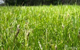 Na terenach miejskich obowiązuje zróżnicowany harmonogram koszenia