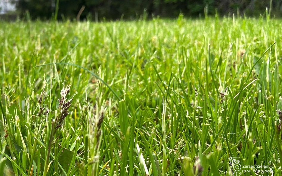 Na terenach miejskich obowiązuje zróżnicowany harmonogram koszenia